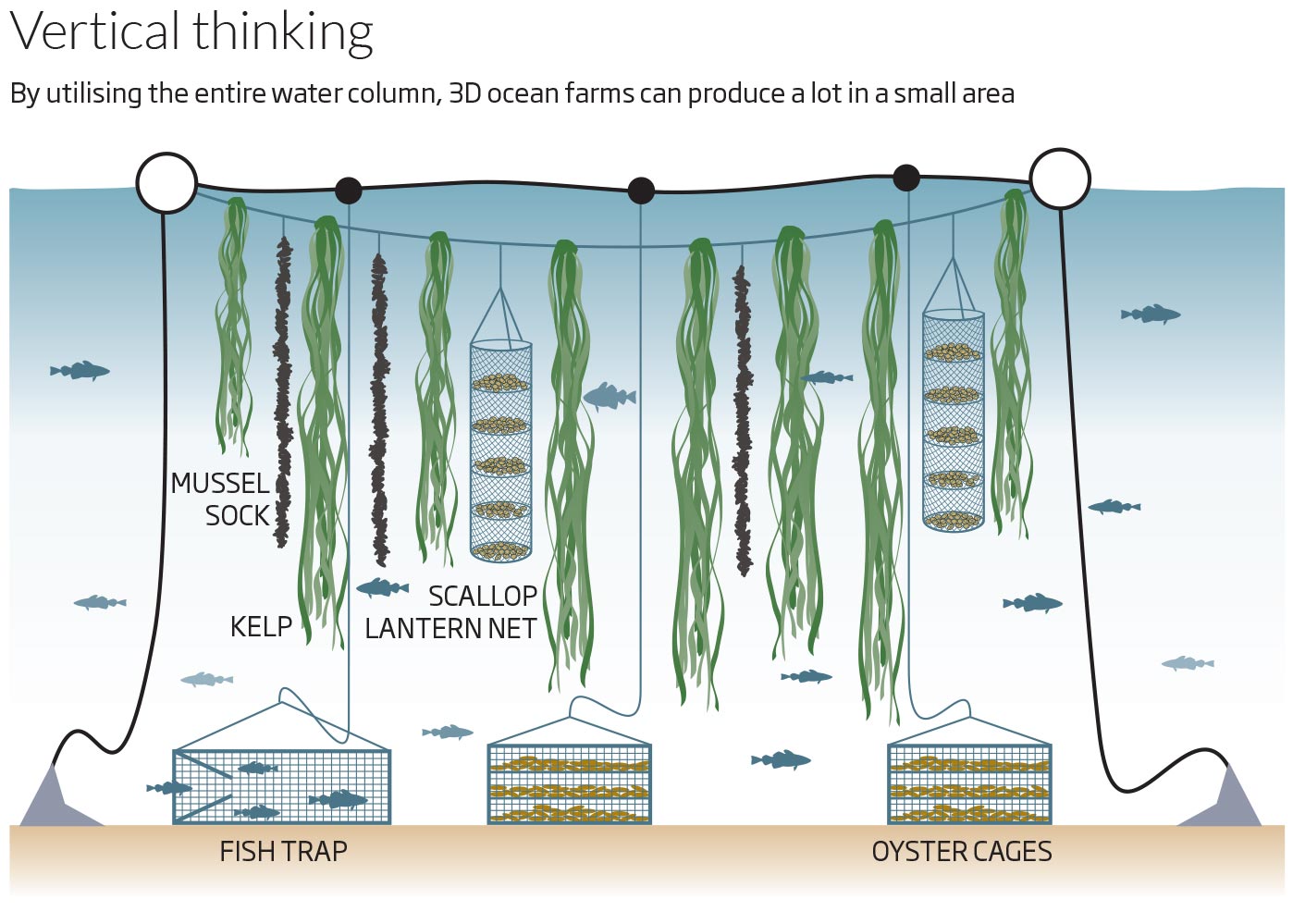 Разрежьте водоросли геншин. Схема ферма ламинарий. Фермы по выращиванию ламинарии. Морские фермы по разведению водорослей. Выращивать водоросли.