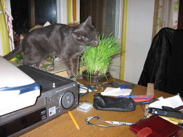 Где вы такую траву берете?