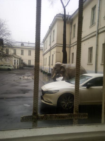 Слон на парковке