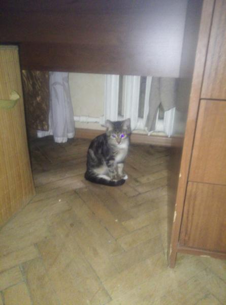 Машка под столом